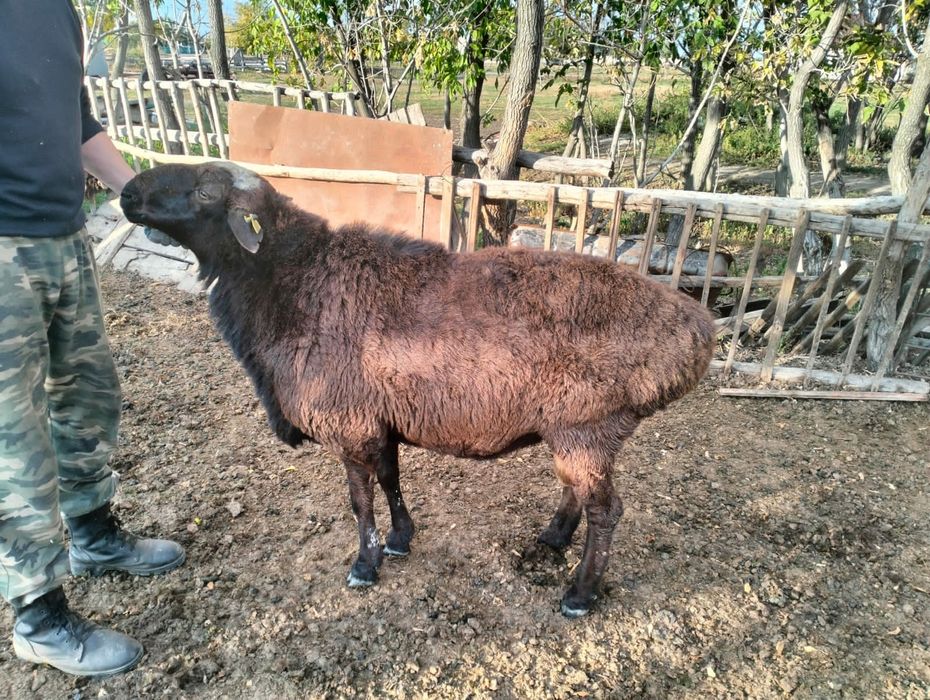 Продам или обмен