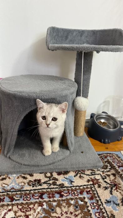 Кошка британская шиншила