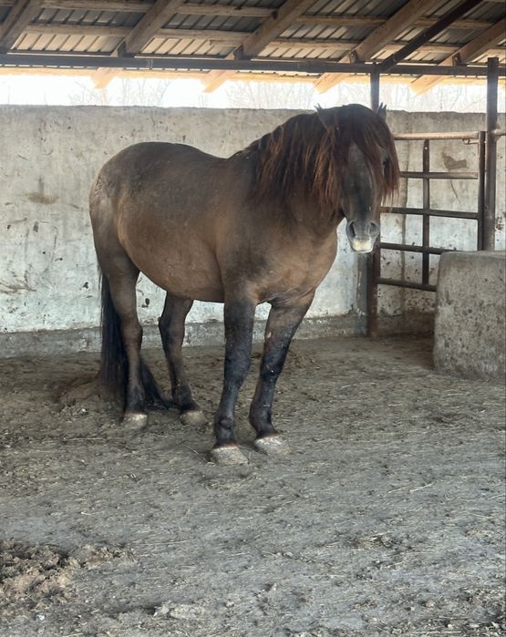 Айгыр актобе каласы