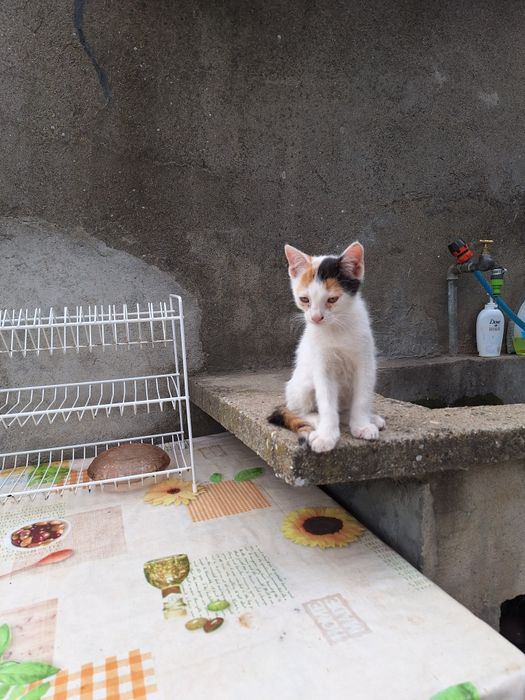 Подарявам малки котенца