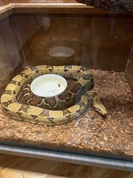 Boa Constrictor cu terariu