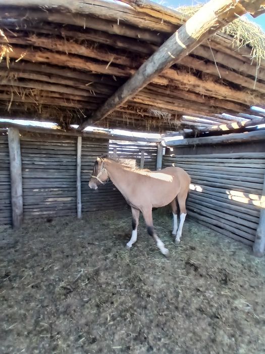 Продам тай откорми стоит
