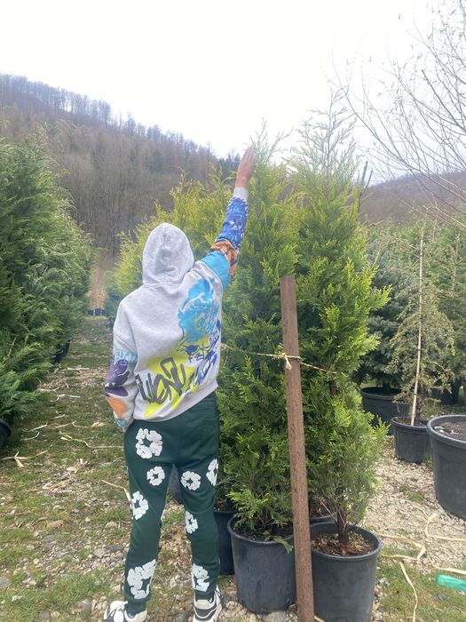 Planta Leylandi Gard viu