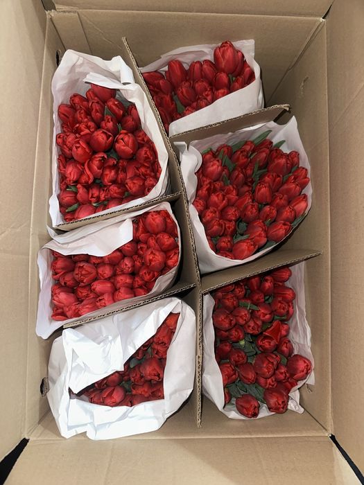 Тюльпаны оптом Алматы