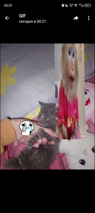 Бесплатно котята срочно