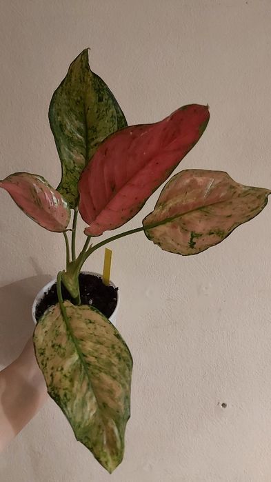 Хой, аглонема, лилия