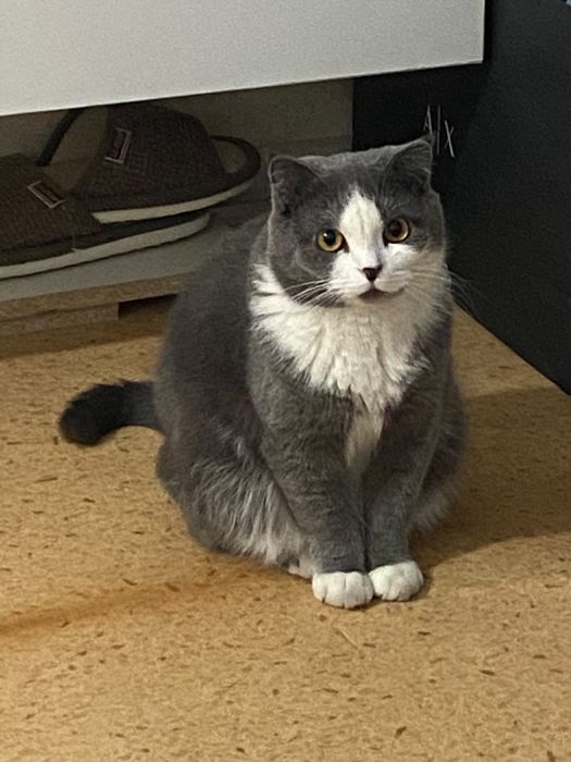 Котенки вислоухие