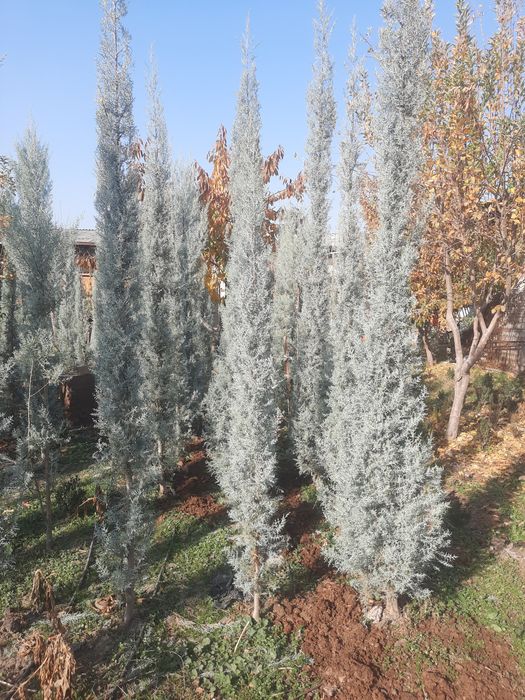 Аризониские кипарис .ИТАЛИЯ