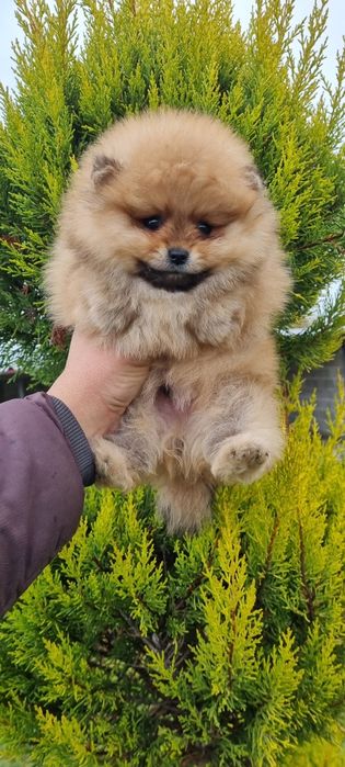 Померан померанче