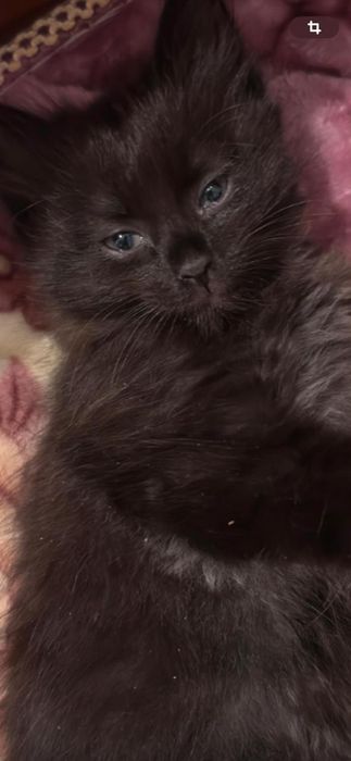 котенок девочка черная