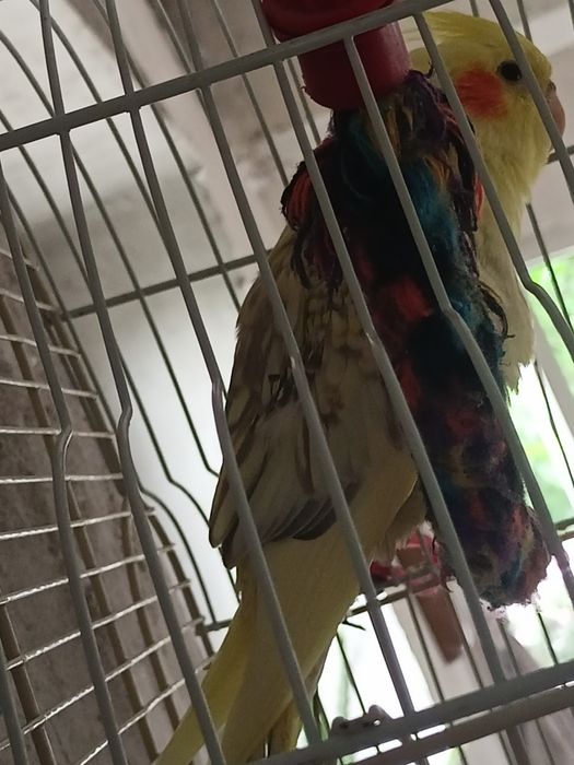 Продам попугая кареллу.