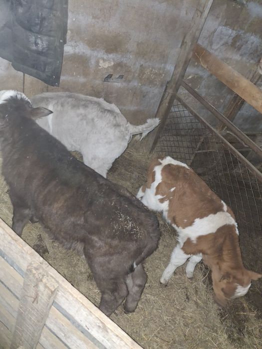 Қашар, баспақ қашар, еркек бұзаулар сатылады