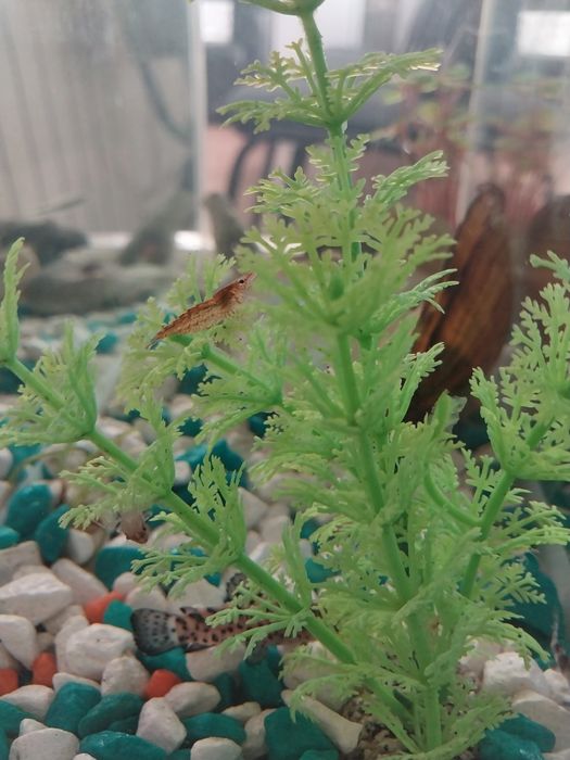 Креветки для аквариума