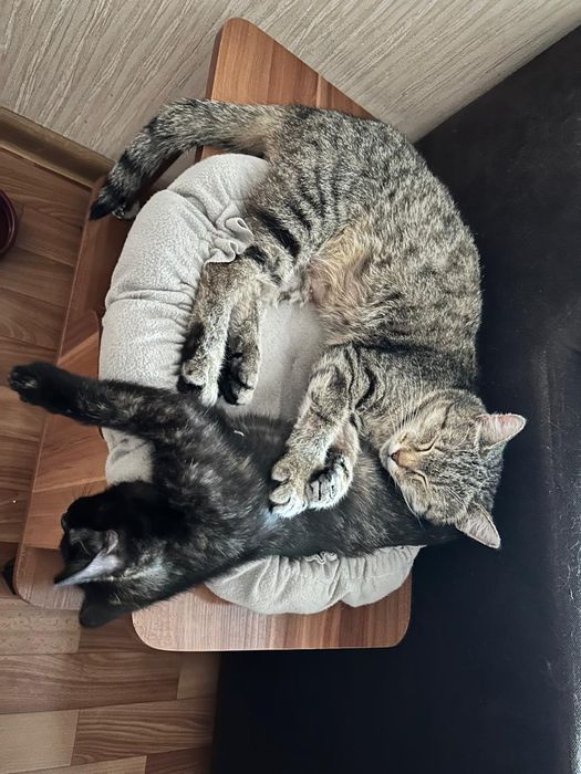 Хорошие Дарю котёнка