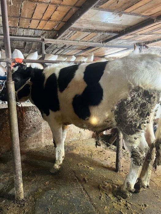 Продам бычки чернопестрая голштин