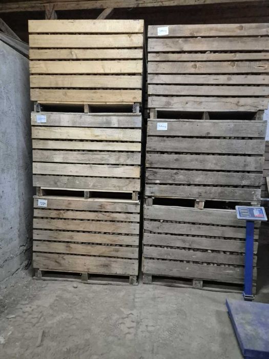 Cartofi consum si samanta