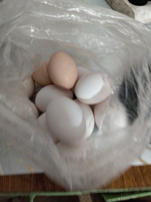 Яицы домашние свежые всегда