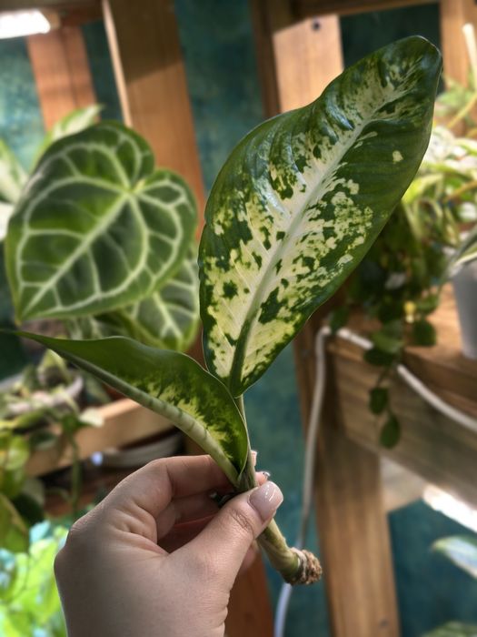 продам комнатные цветы