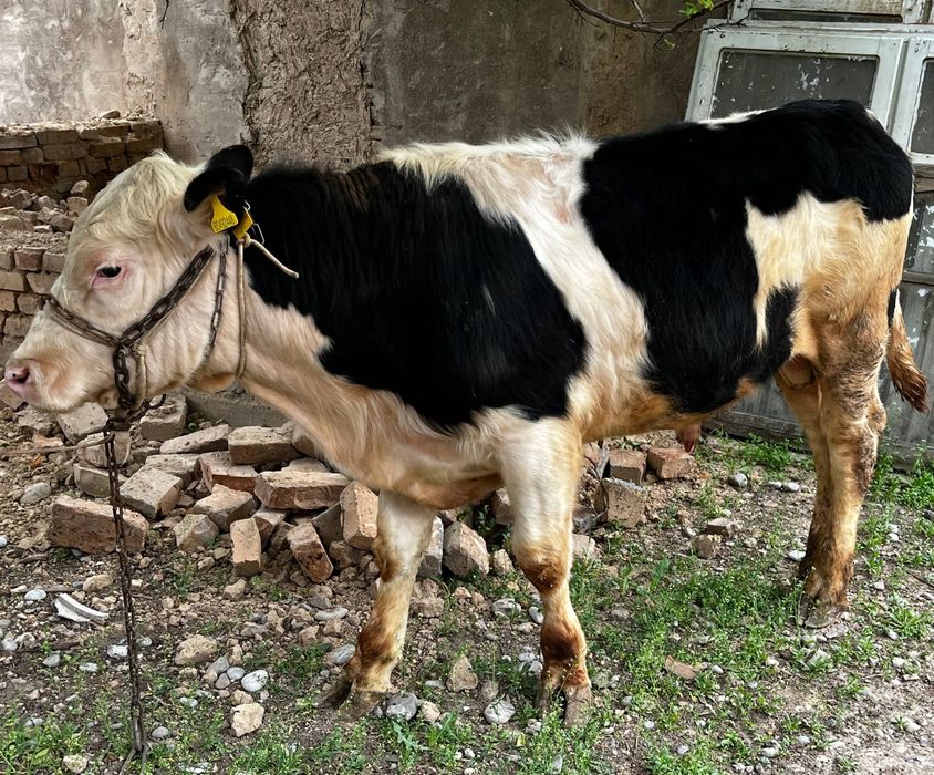 Семіз Бұқа сатылады.