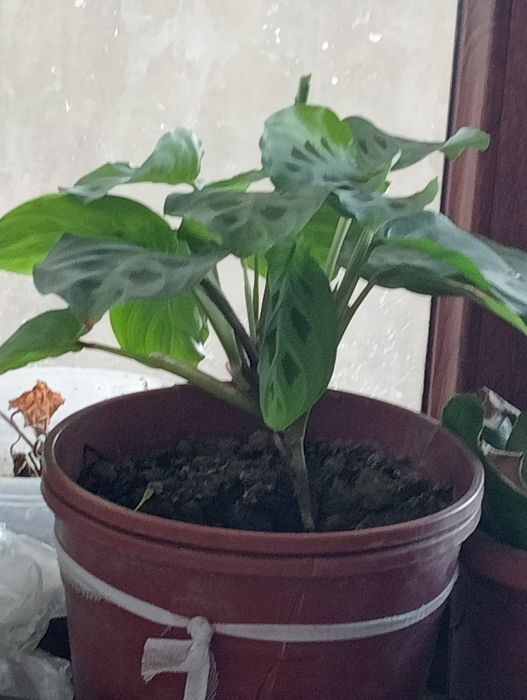 Горшочные цветы: