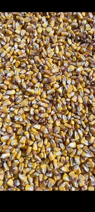 Porumb boabe de vânzare