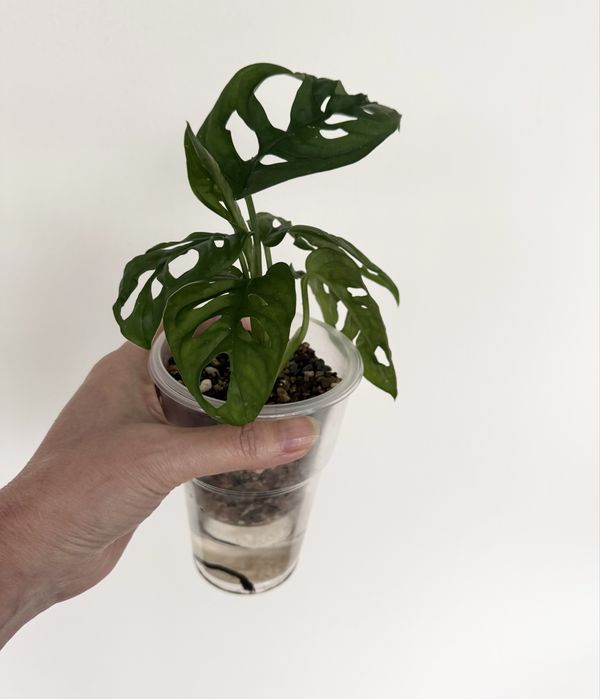 Монстера манки маск