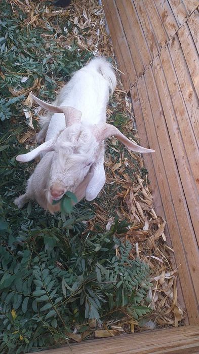 Animale  gospodărie