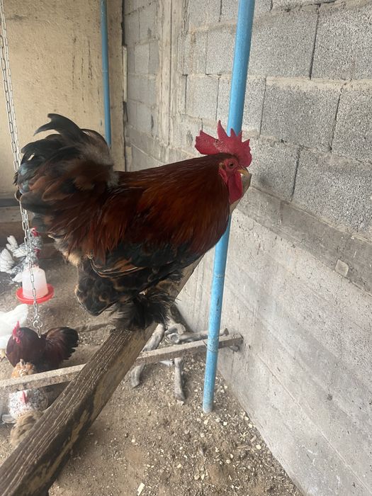 питух Кохинхин  молодой