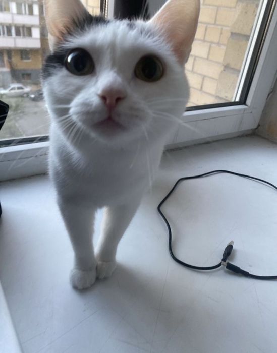 Отдам даром милая кошку