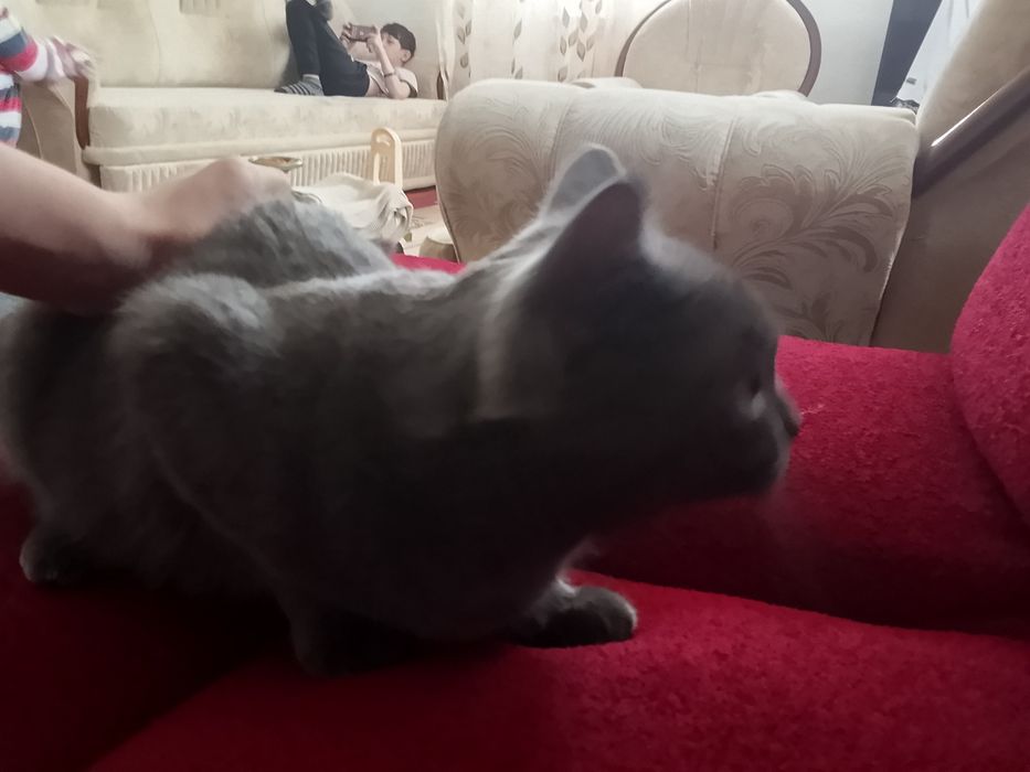 Отдам кошку бесплатно в добрые руки