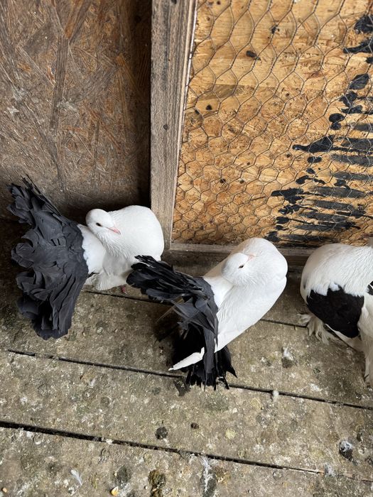 Vand Porumbei voltati