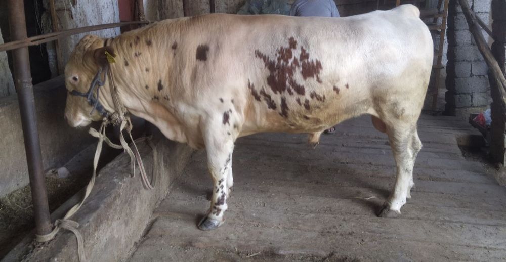 Qurbon Hayitga semiz buqa sotiladi