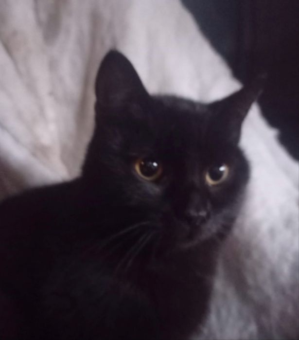 Donez -Numai pentru iubitorii adevarati de animale