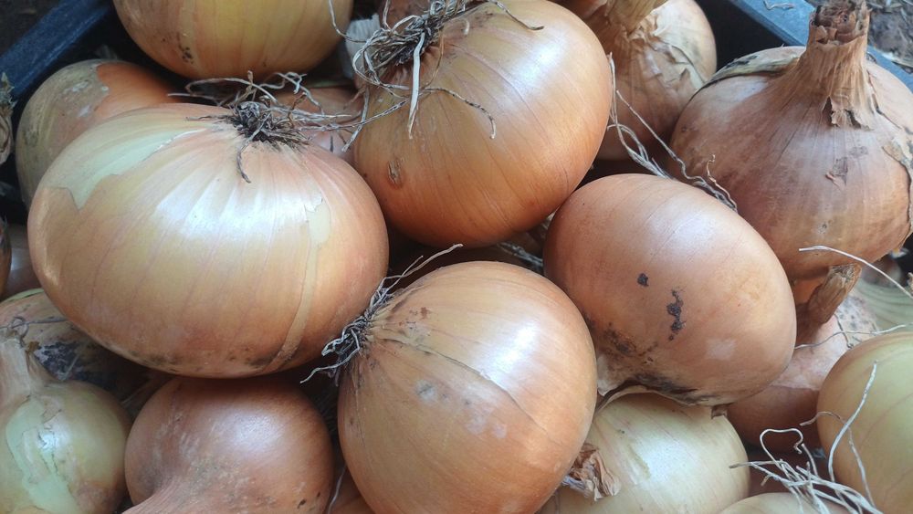 Ceapă Galbenă Sturon: Fără Chimicale, din Arpagic Bio!