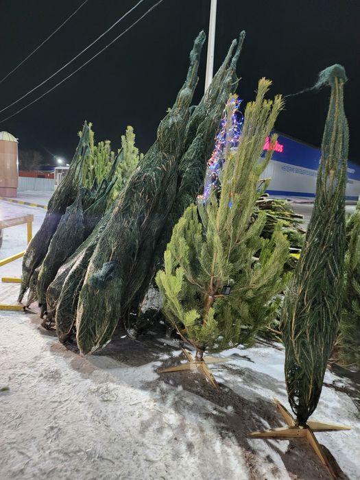 Ели, Ёлки, сосны, нобелес