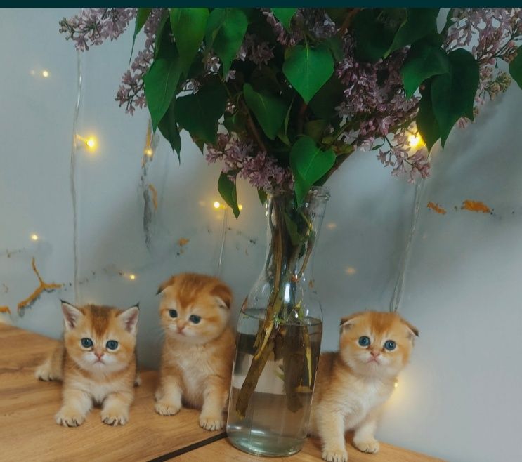 Шиншиллы Скоттиш Фолд золотые