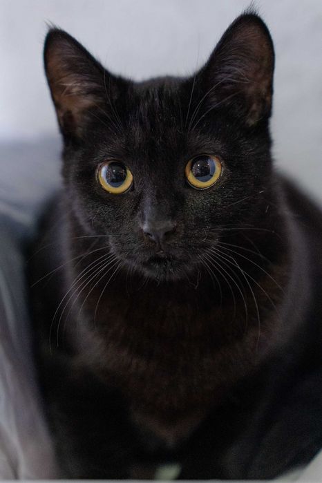 Котёнок девочка 7 месяцев.