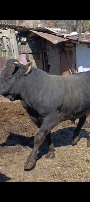 Продам быка 2 года
