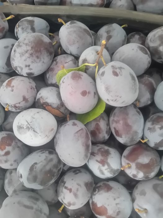 Vând prune de masă pot fi folosite pentru compoturi și gemuri prețul  este de 6 lei kg