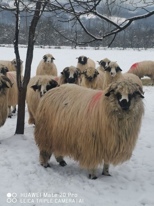 Vând oi breze 30 buc