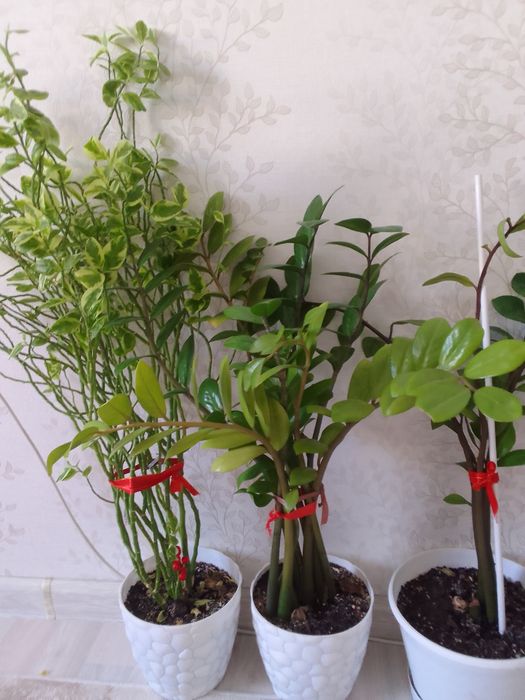 продам цветы                Продам цветы