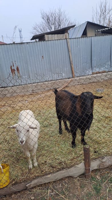 Ешки сатам биреуи теке