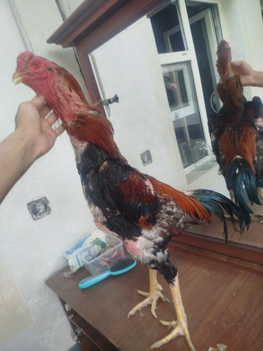 Dakan horozzzzz  Horoz sotladi yeb icwi cotkii 5 kilo nari beri ves bo