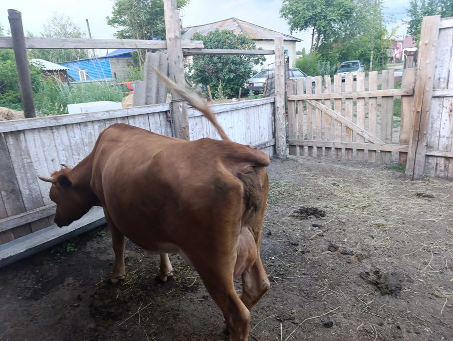 Продам коров,  телят,  бычка