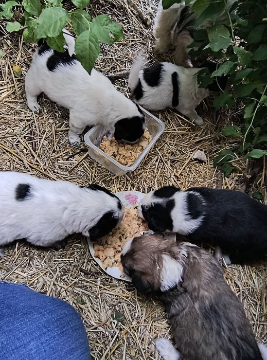 Căței de donat fătați în data de 30 aprilie, mama se poate vedea in poze.