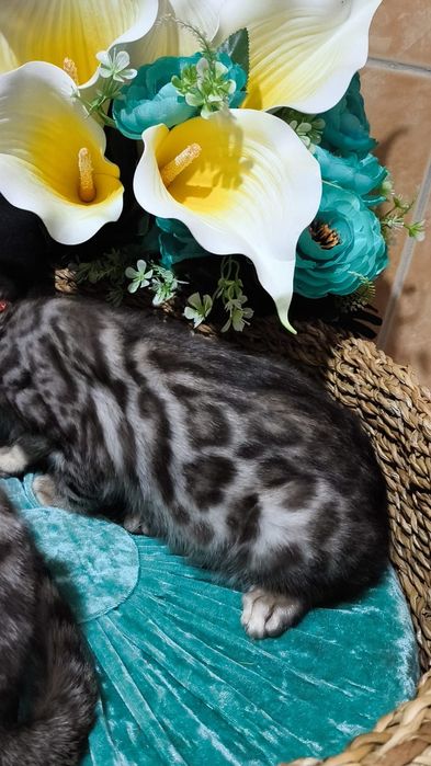 Серебряные! ОГРАНИЧЕНО! Silver bengals