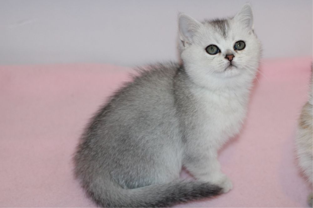 Британски късокосмести котенца