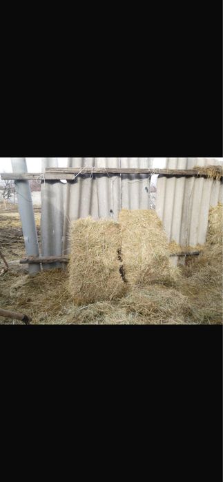 Жылкы бие байтал