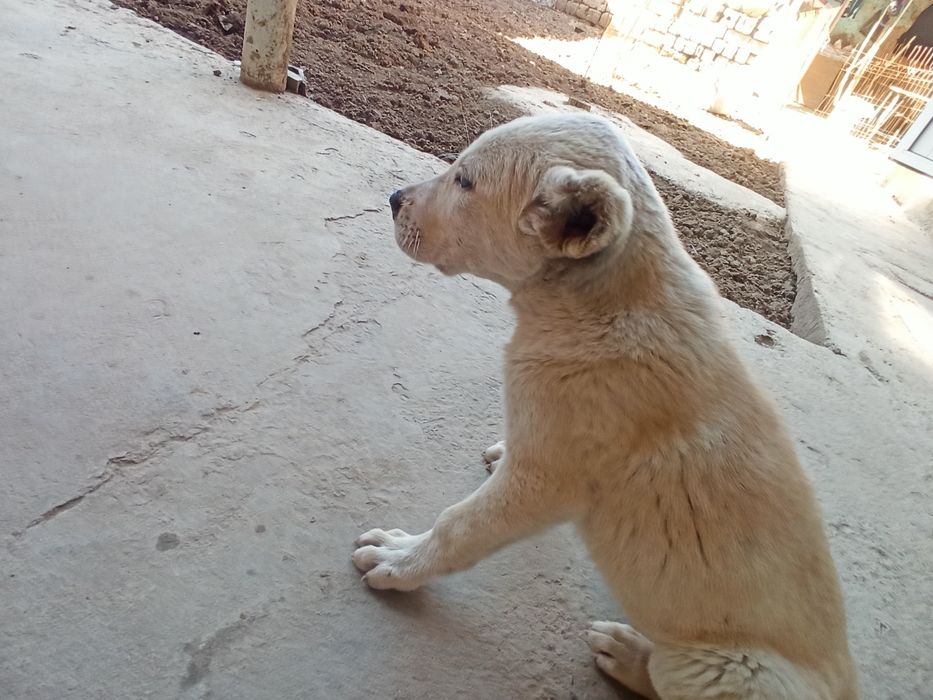 Turkmen alabay toza zot suchka