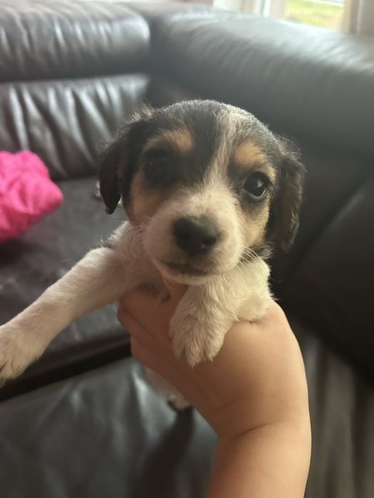 Donez cățelași talie mica